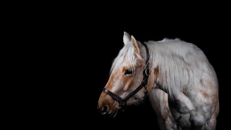 Palomino Quarter Horse mare on a black backgroun