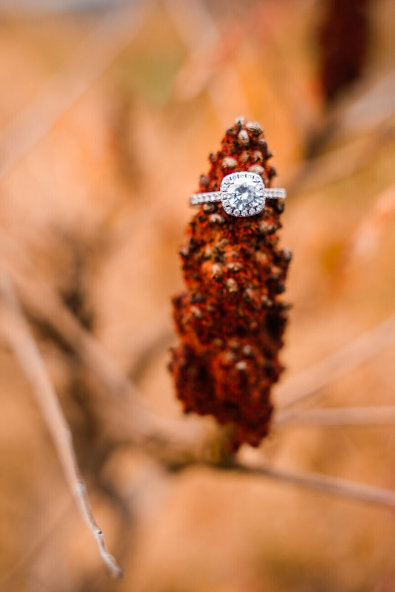 A ring sits on a budding branch in the fall wedding in Indiana.