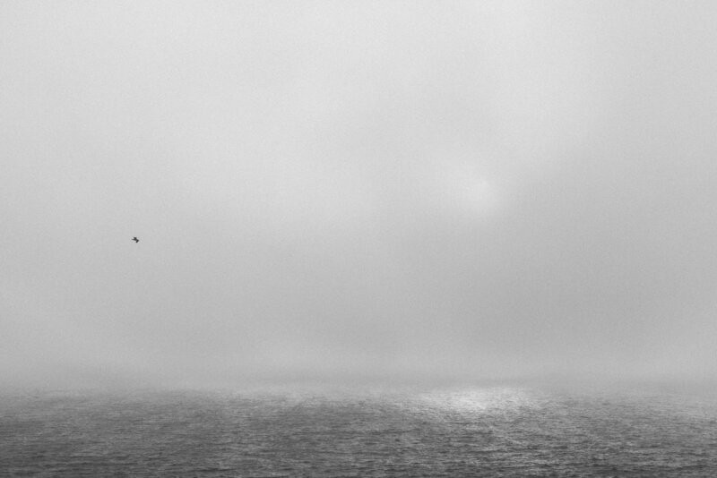 Fine Art black and white of small bird flying in fog over Pacific Ocean.