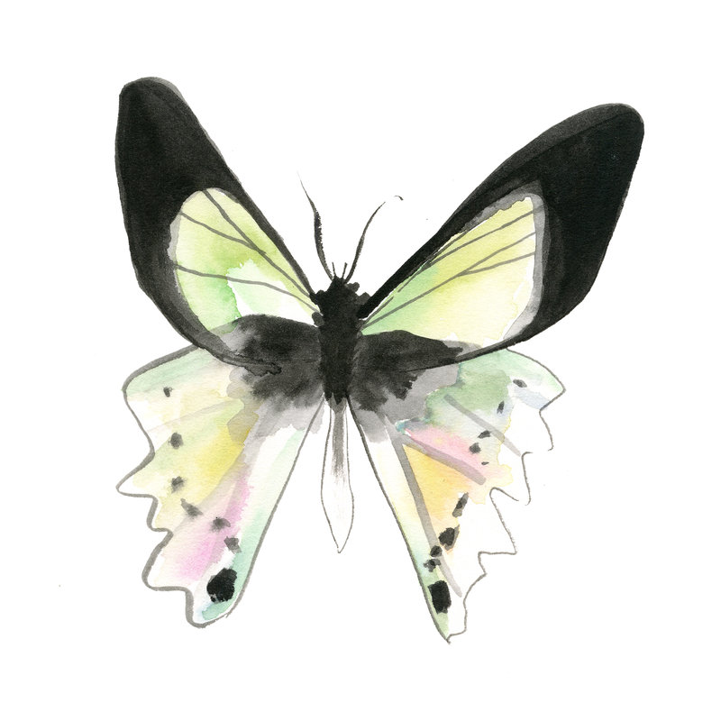 butterfly2018