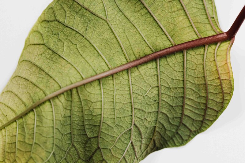 macro image of green leaf