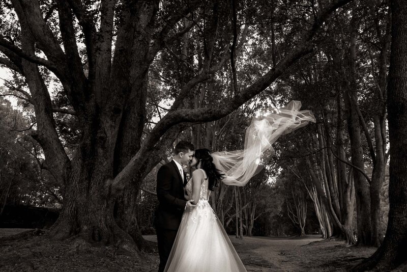 Black and white photo of Bride and Groom kissing under the big tree with a flying veil