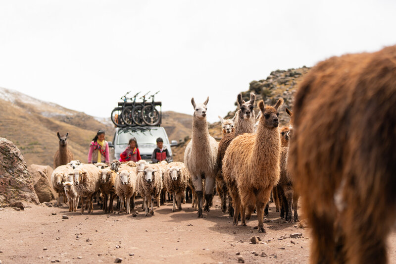 mountainbiking_guidedtrip_peru_shuttle_andesmountains_animals