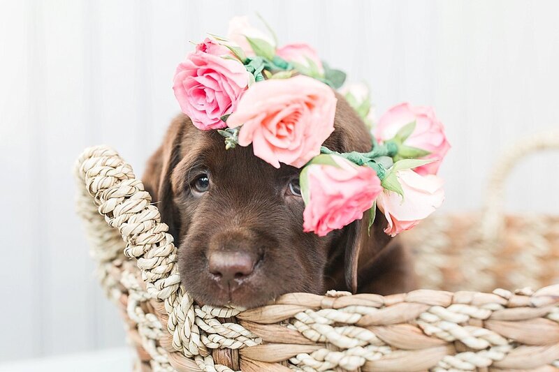 chocolate lab puppy sitting in a basket wearing a flower crown