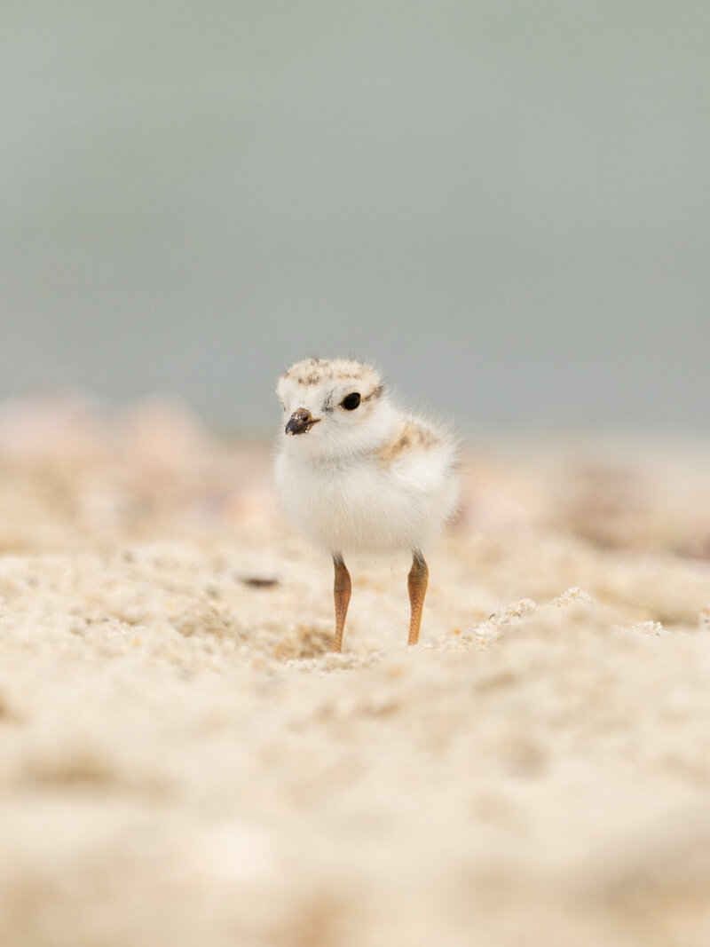 Little One - 2020.06.24 Piping Plovers-1152