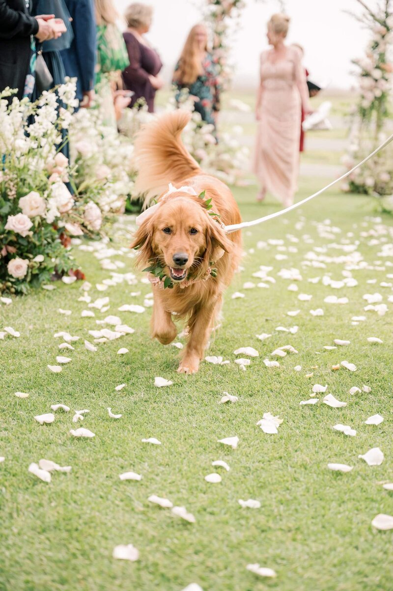 Dog walking down aisle at wedding