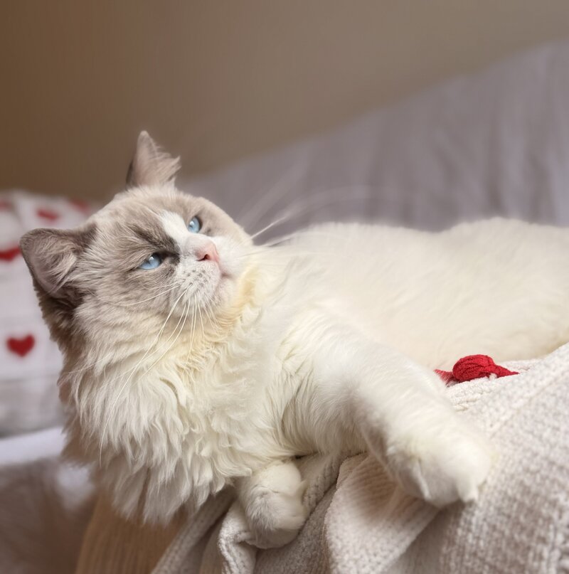 Ragdoll Care-Details about the Ragdoll upkeep and health
