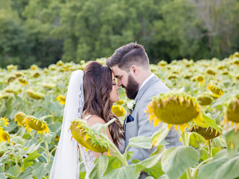 bride and groom in sunflowers at Dyments Glen Drummond Farm