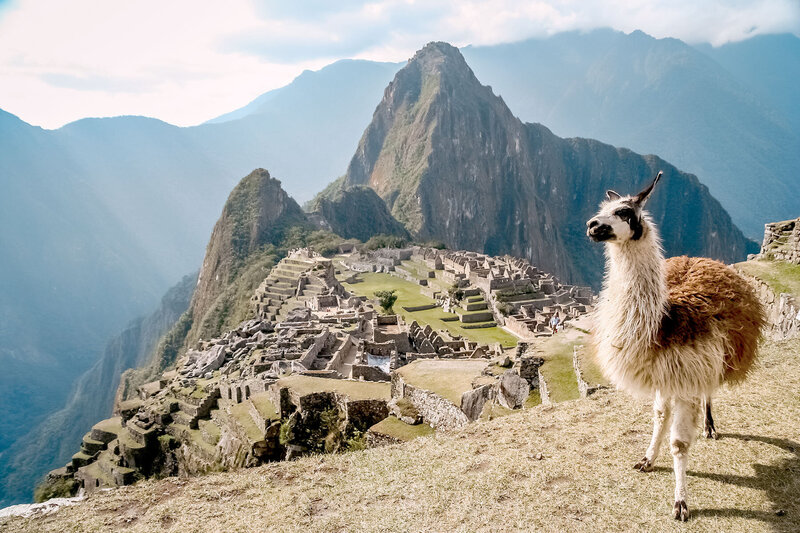 alpaca at Machu Picchu, Peru - KC Abroad