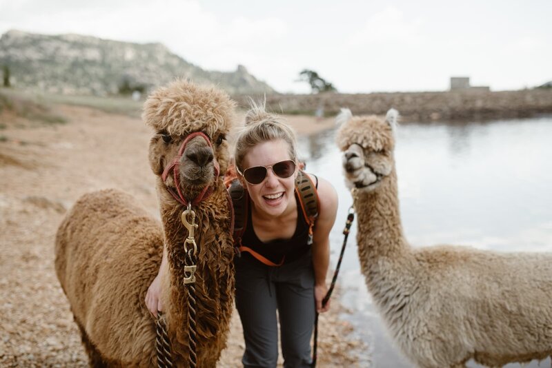 Photographer with llamas in Estes Park