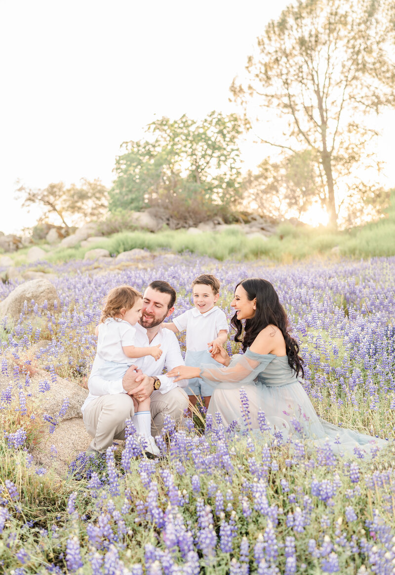 A family photography session taken by Bay area photographer shows a family of four lovingly interacting sitting in a field of lupines.