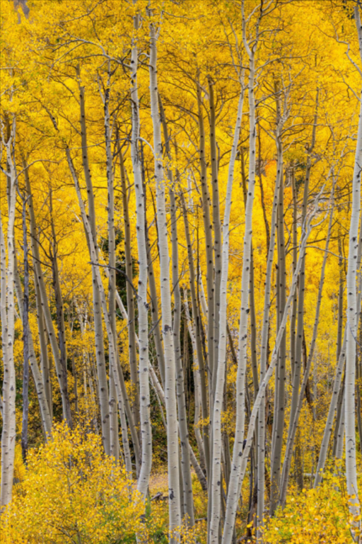 Western-Colorado-Photography-Retreat-2025-Kena-Iversen-Photography-07-22-2025_12_12_PM