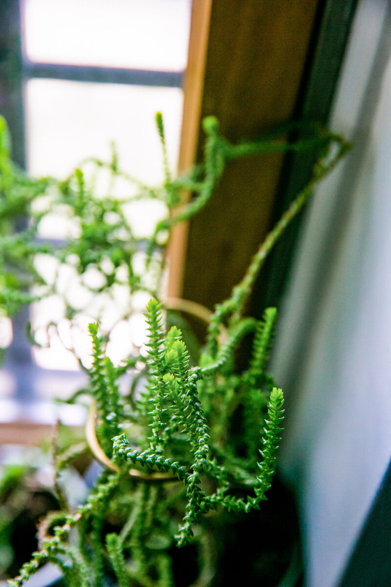 String of pearls plants draping from their hanging pots by a window