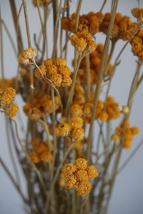 Dried Lona Bundle (4)