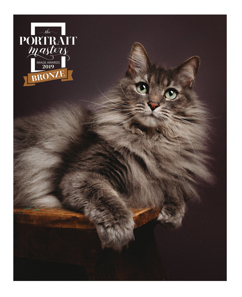 Fine Art Cat Portrait of Majestic Gray Cat