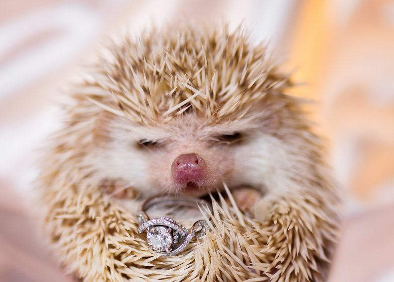 hedgehog holding a wedding ring boerne photographer texas hill country destination wedding in dripping springs texas