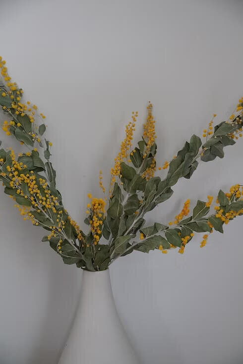 Dried Mimosa Bunch (2)