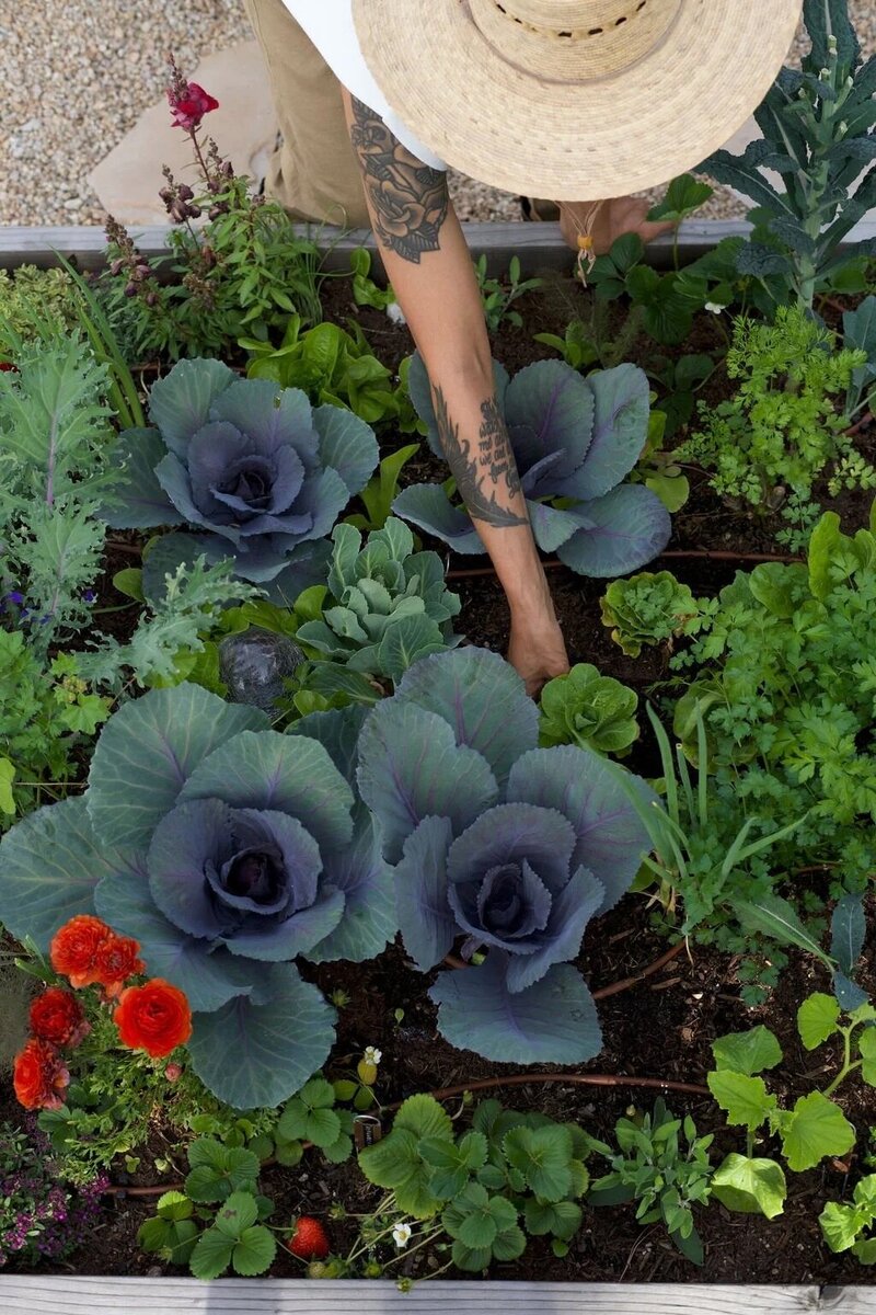 Le-Potager-Cabbage