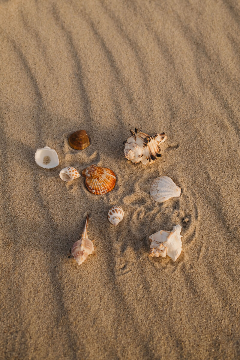 The-Breeze-viele-Muscheln