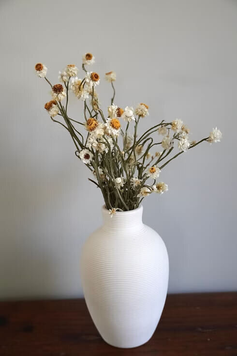 Dried Ammobium Bunch (2)