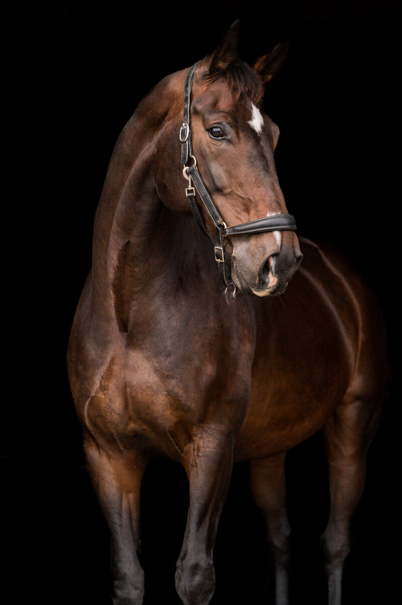 17-Clair's Horses | Oden & Janelle Photographers LLC 2023 | JJH_7692