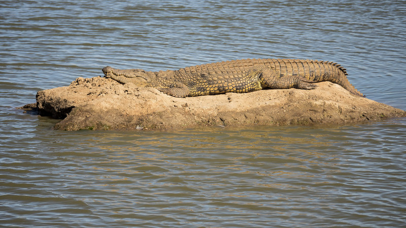 Crocs...they don't play games...even when sleeping. In the field with Raven 6 Studios and Omujeve Safaris
