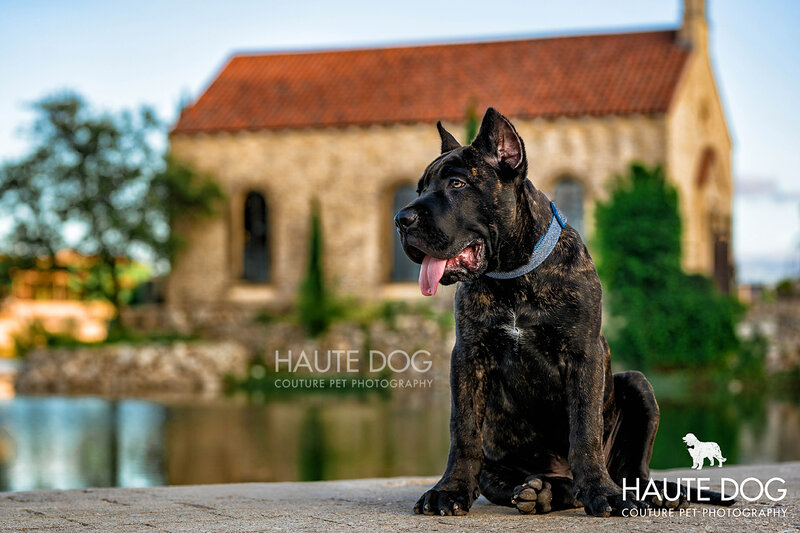 Cane Corso puppy sits in front of the chapel at Adriatica Village in McKinney, TX.