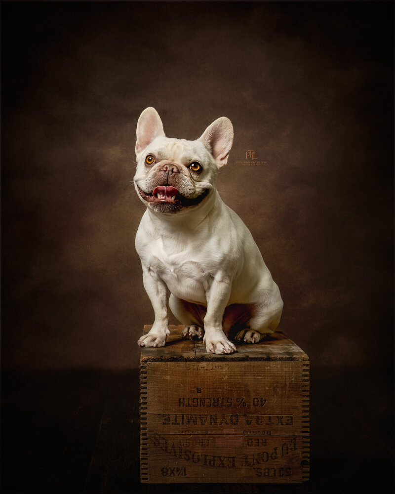 Discover the elegance of a fine art dog portrait in Vancouver with Pets through the Lens Photography. This exquisite image features a dignified French Bulldog, captured in a classic, painterly style against a rich, textured backdrop. Specializing in high-quality pet portraits, our professional studio ensures each session highlights the unique beauty and personality of your pet. Choose Pets through the Lens Photography for the finest pet photography experience in Vancouver, where every portrait is a timeless work of art.