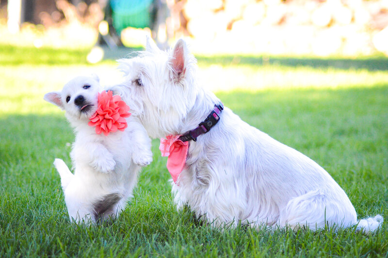 Westie mom and baby kisses