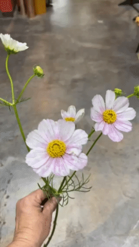 Stem of pale pink cosmos flower gif