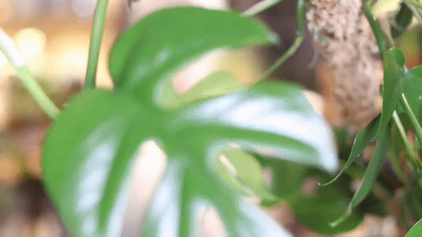 Video of various indoor plants being shown off