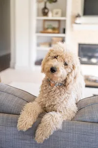 Dog, Baily