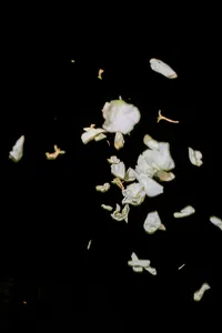 White flower petals suspended in the air against a dark night sky during a joyful wedding exit.