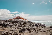 THC - Maui Tour - 2018-11