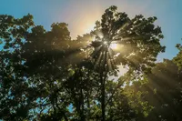 Oregon Country Fair - 2017 -018