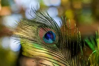 Oregon Country Fair - 2017 -022