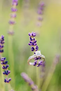 Sweethaven Lavender Farm Engagement Photos