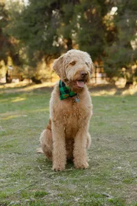 Goldendoodle dog sitting in a grassy park wearing a green bandana, pet portrait captured by Kaitlyn Dawn Photography in Yucaipa.