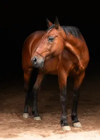 Equine-Photography-Wallingford-CT-2