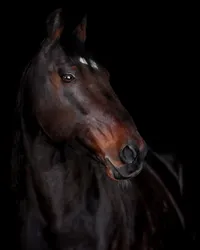 Equine-Photography-Wallingford-CT-Fine-Step-Equestrian-Bethany-2
