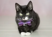 Salem pink