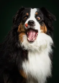 Pet-Portrait-Wallingford-CT-2