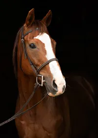Equine-Portraits-Wallingford-CT-8