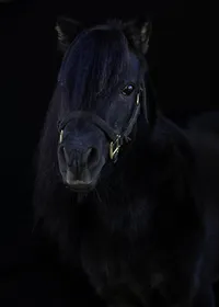 Horses-CT-90-Edit