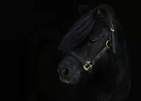 Horses-CT-124-Edit