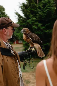 Falconer showing a red-tailed hawk to the bride during cocktail hour