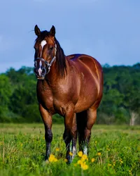 colt-parent-zOyr_vh-YH0-unsplash