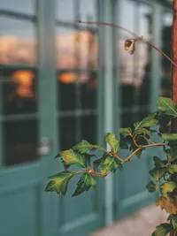 pexels-valeriiamiller-2516652