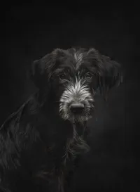 Roscoe-030-Edit