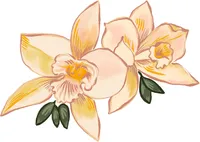 orchid 1